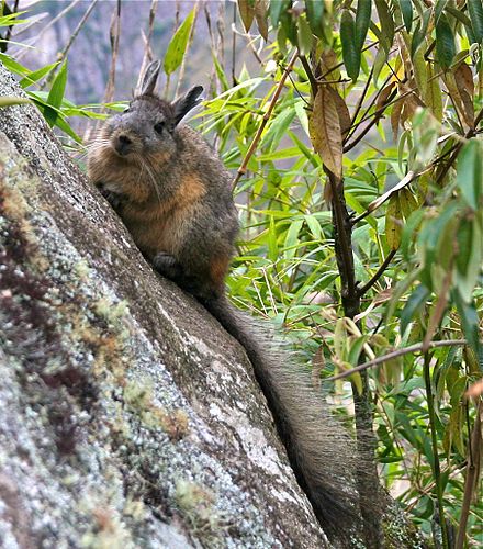 Northern viscacha